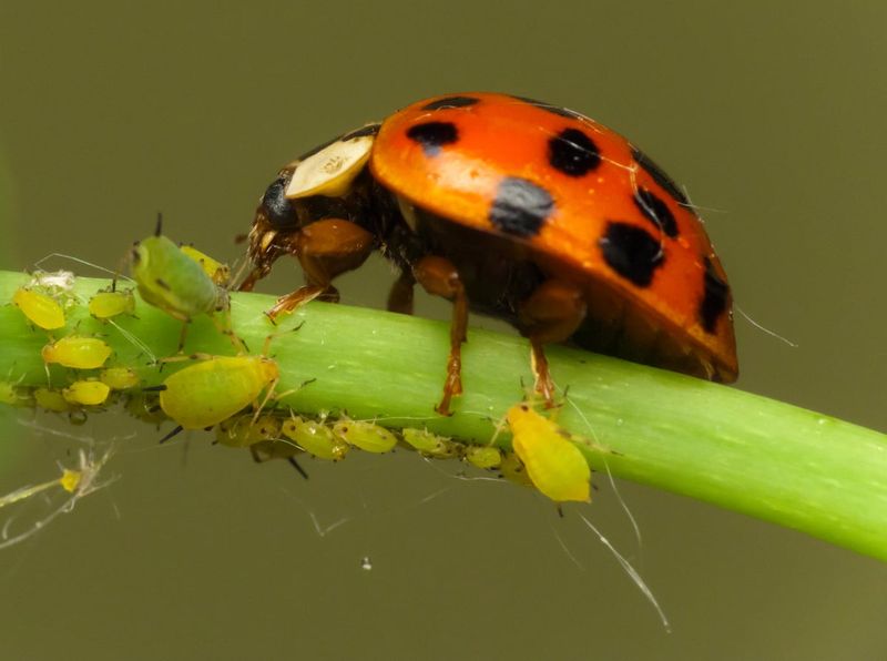 The Pests Ladybugs Help Control