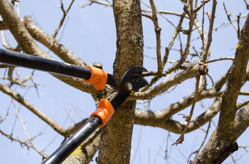 How To Properly Prune Apple Trees Step By Step?