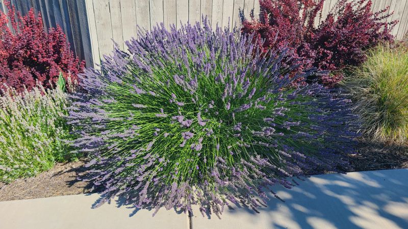 The Best Lavender Types For Your Region