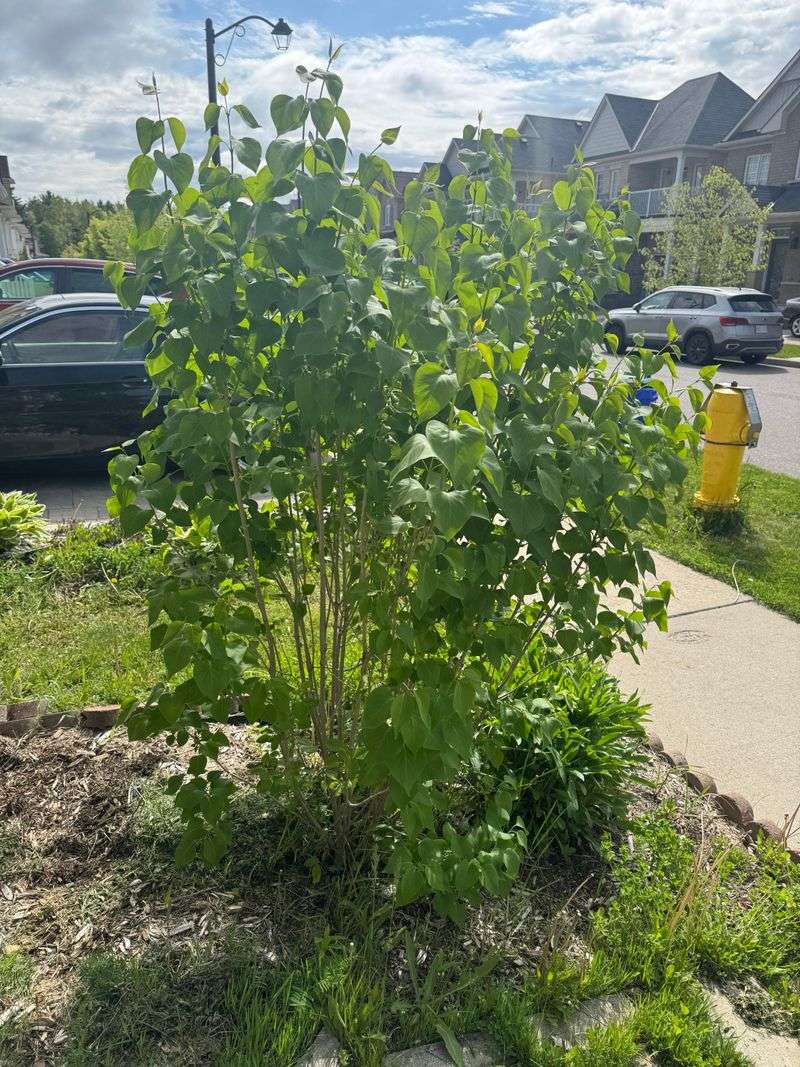 Too Much Nitrogen, Fewer Blooms