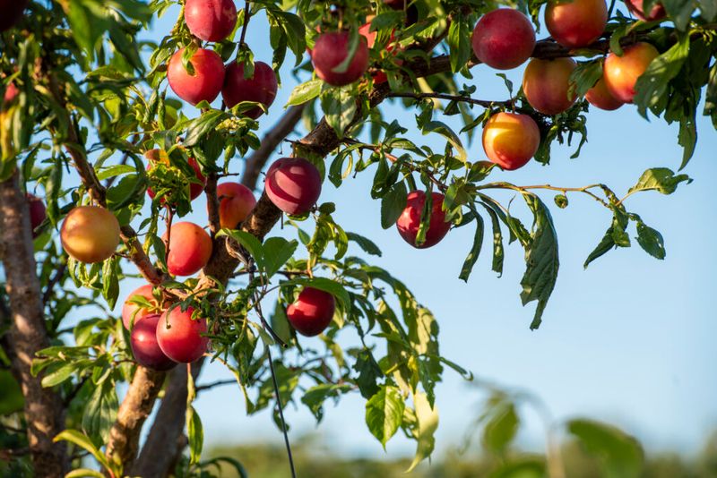 Planting Sites With Sun And Good Drainage