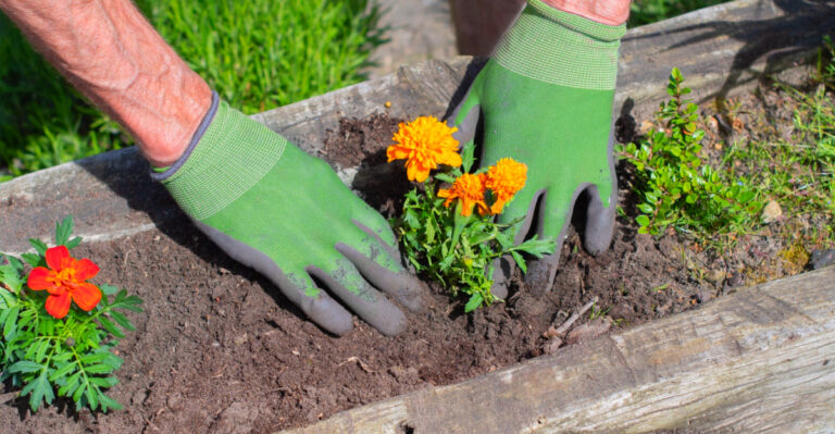 Why March Is A Key Window For Planting Warm-Season Flowers In Arizona