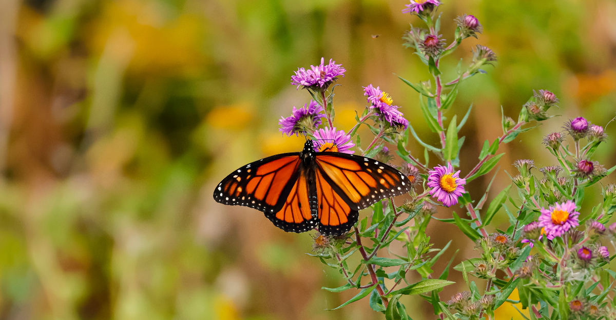 monarch butterfly