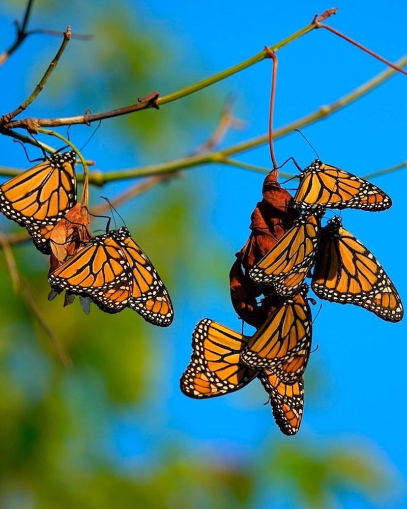 Understanding Monarch Migration Patterns