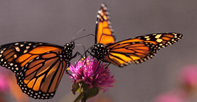 Why March Is Important For California Monarch Butterflies