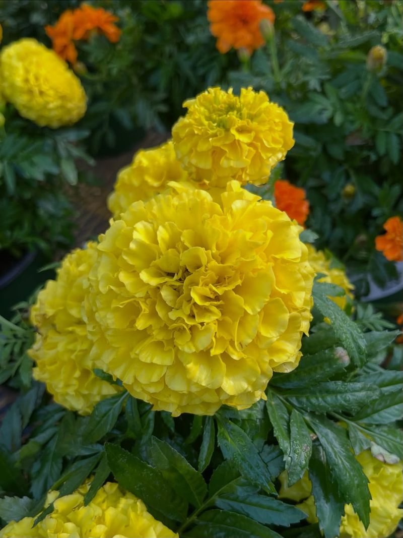 Their Strong Scent Shaped Pest Control Beliefs