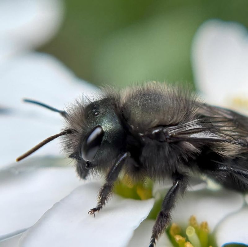 Why Mason Bees Matter