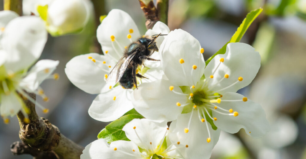 Spring Pollenators Why Mason Bees Are Oregon's Most Important Spring Pollinators