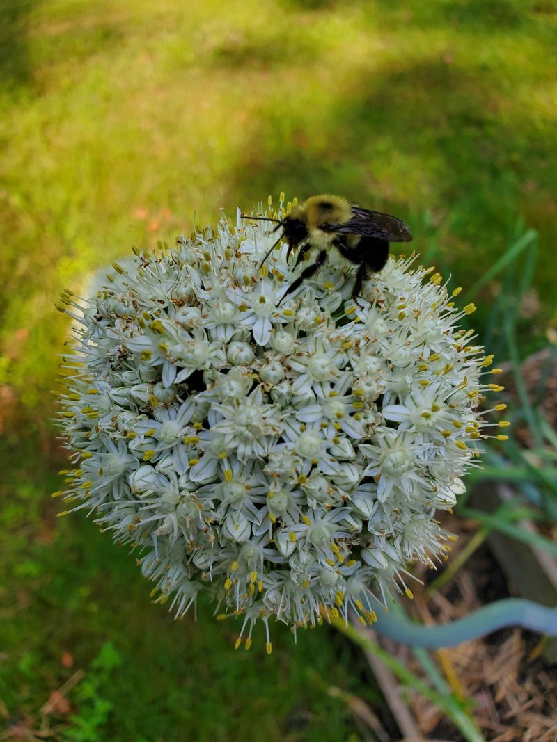 Spring's Earliest Pollinators