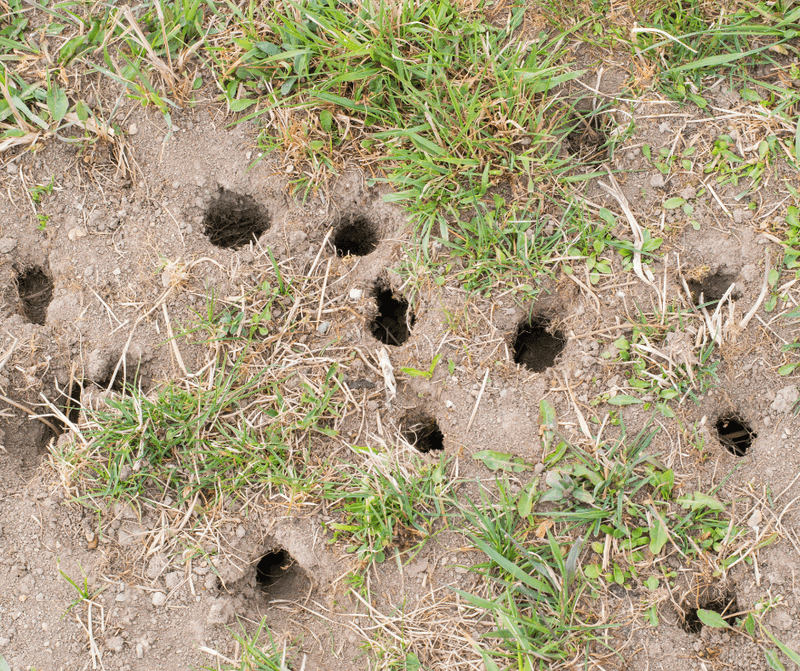 Voles Create Exit Holes From Winter Tunnel Systems