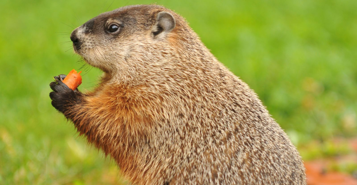 woodchuck eating carrot