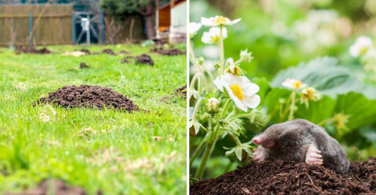 Why Moles Become More Noticeable In Michigan Yards In April