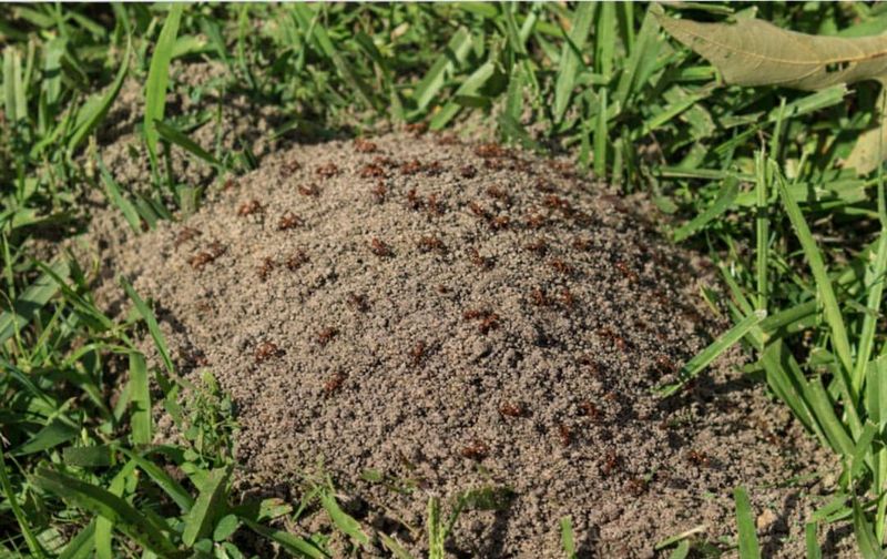 Warming Soil Triggers Colony Activity
