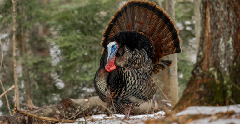 Why More Wild Turkeys Are Showing Up In Michigan Neighborhoods
