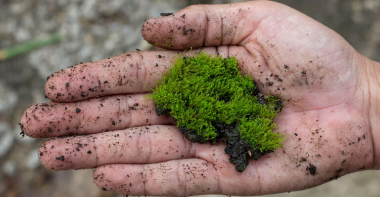 Why Moss Takes Over Oregon Lawns And What You Can Do About It