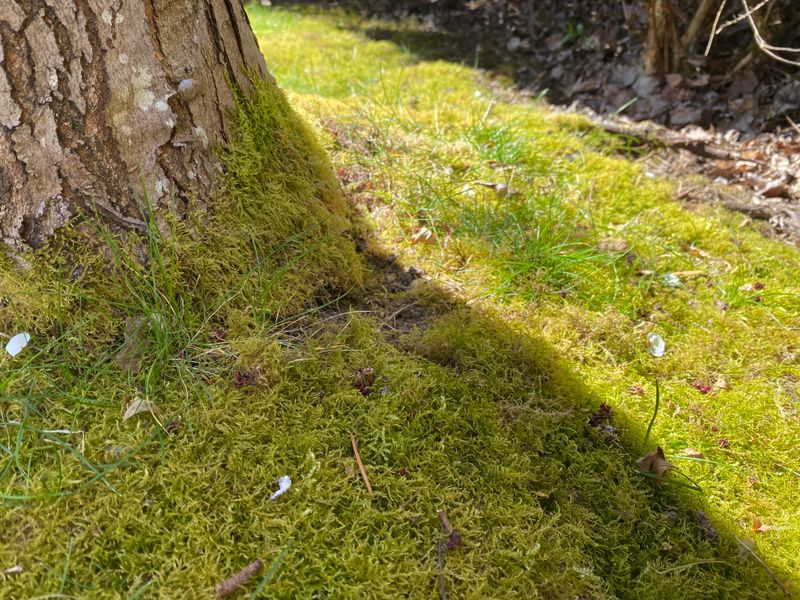 Common Lawn Conditions That Encourage Moss Growth