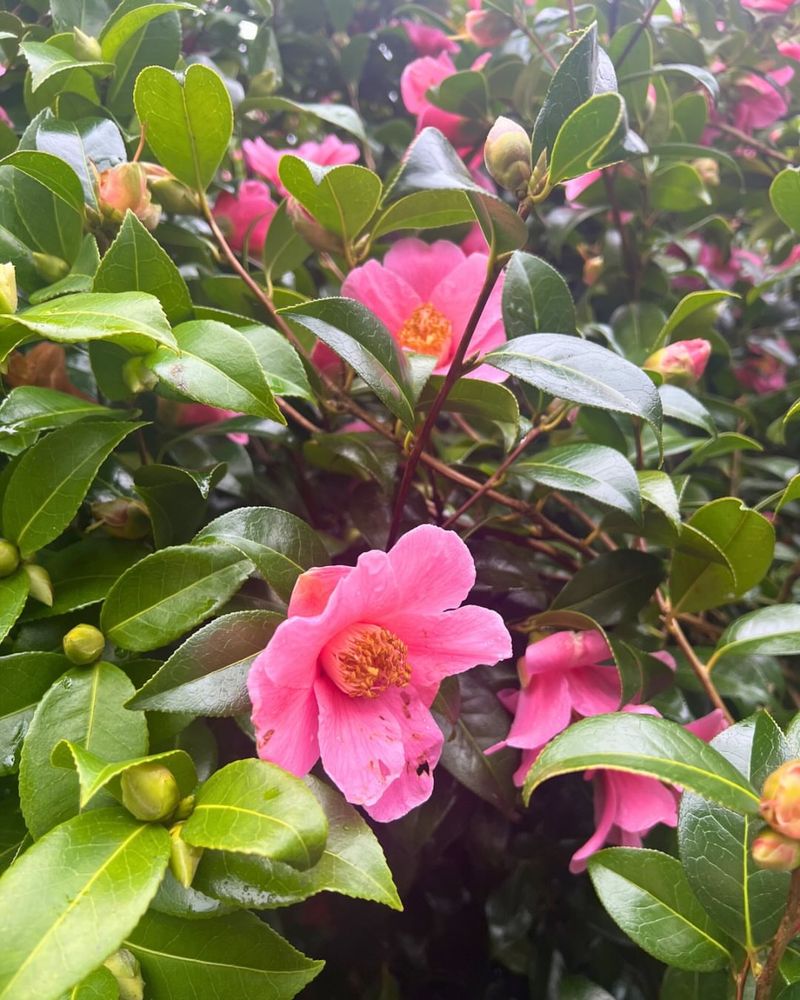 How To Water Camellias The Right Way After Blooming