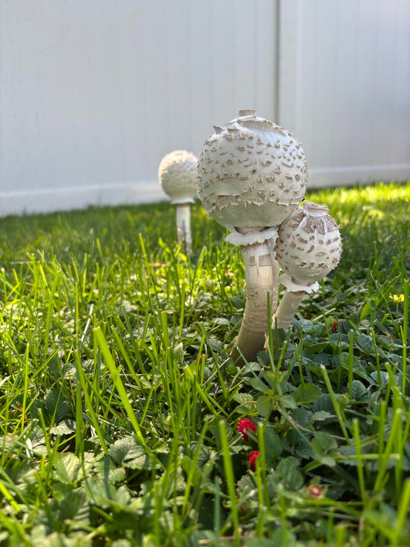 What Causes Mushrooms To Appear In Pennsylvania Lawns