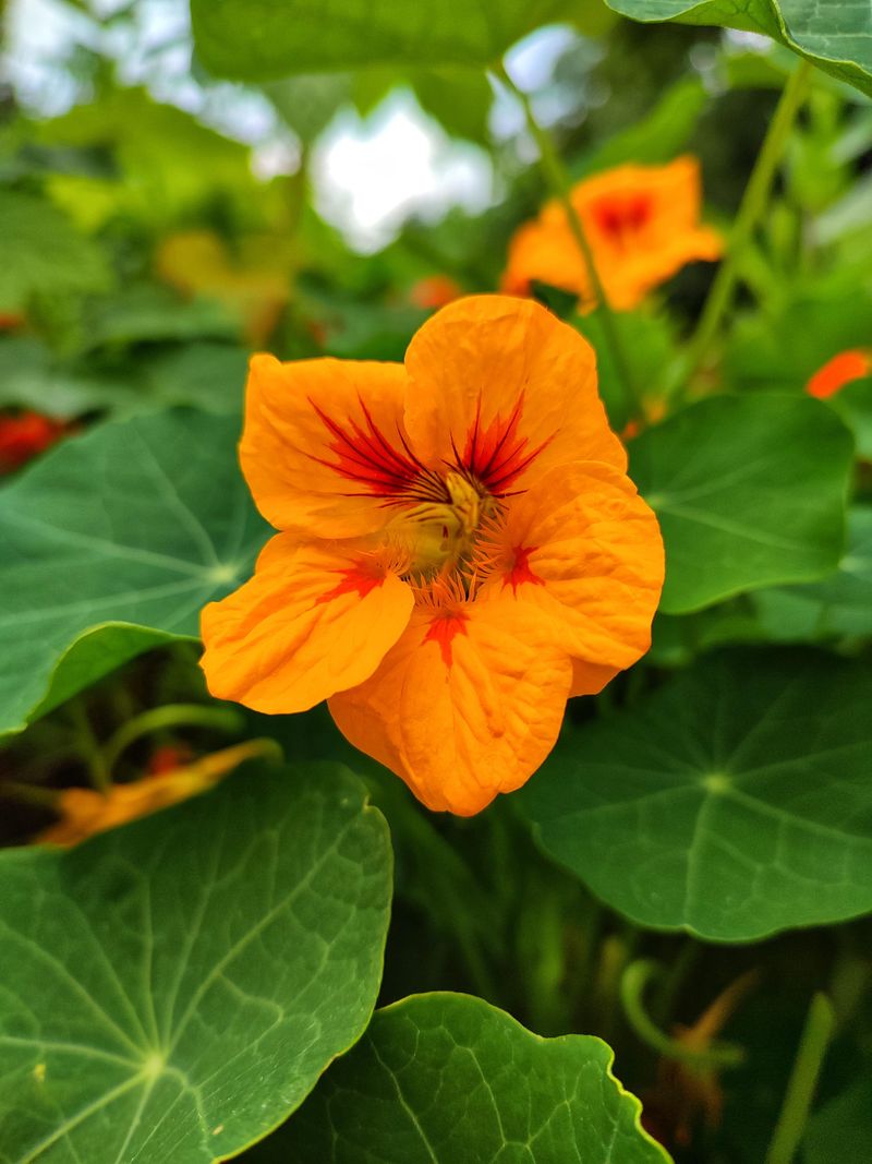 Bright Color For Oregon Gardens