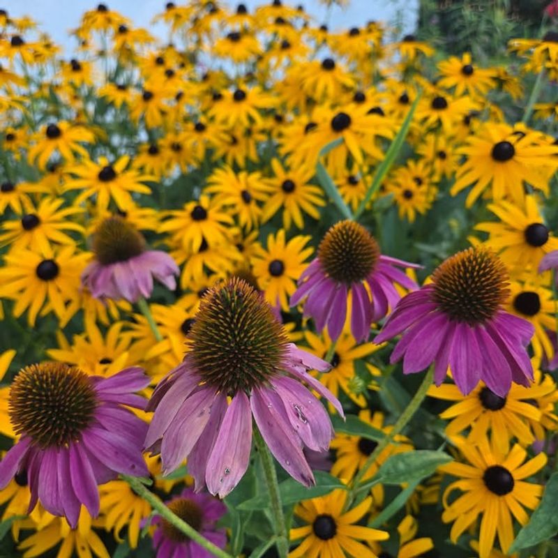 Native Plants Are Naturally Adapted To Local Climate And Soil