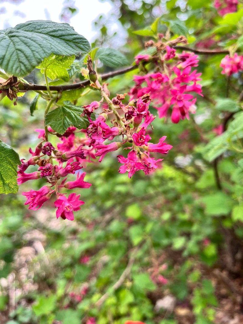 Native Plants Fit Oregon's Wet Winters And Dry Summers