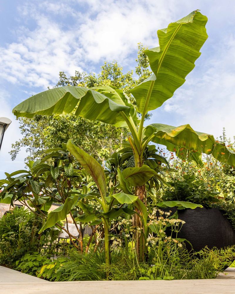 They Create Instant Tropical Impact In Summer