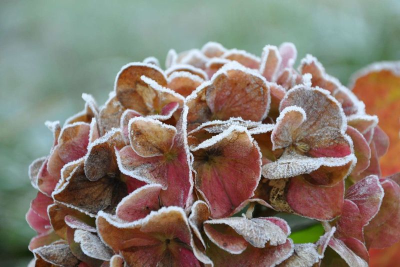 Late Spring Frost Damages Developing Flower Buds