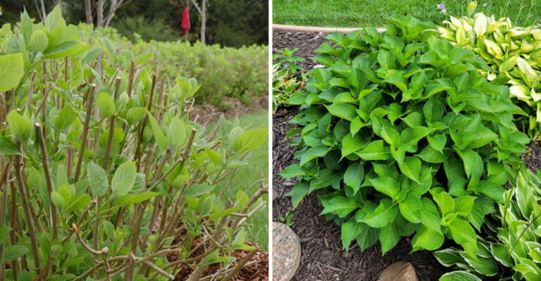 Why North Carolina Hydrangeas Leaf Out In April But Still Do Not Set Buds