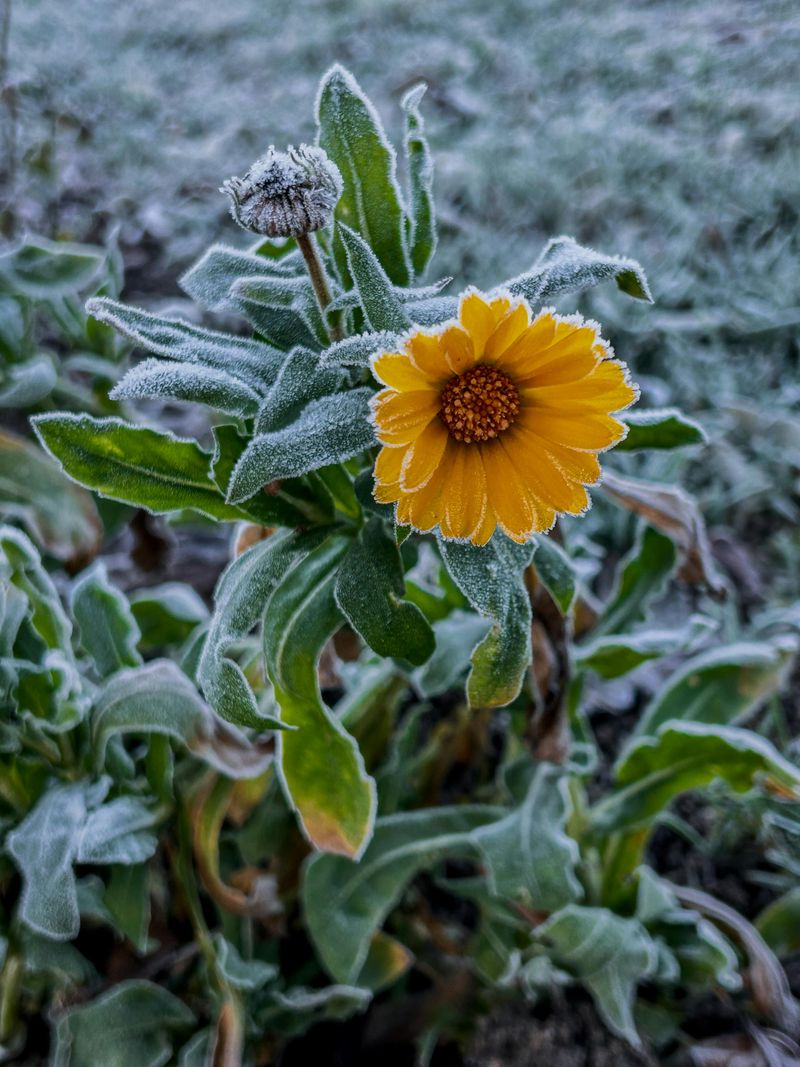 The Difference Between Frost-Tolerant And Frost-Proof Flowers
