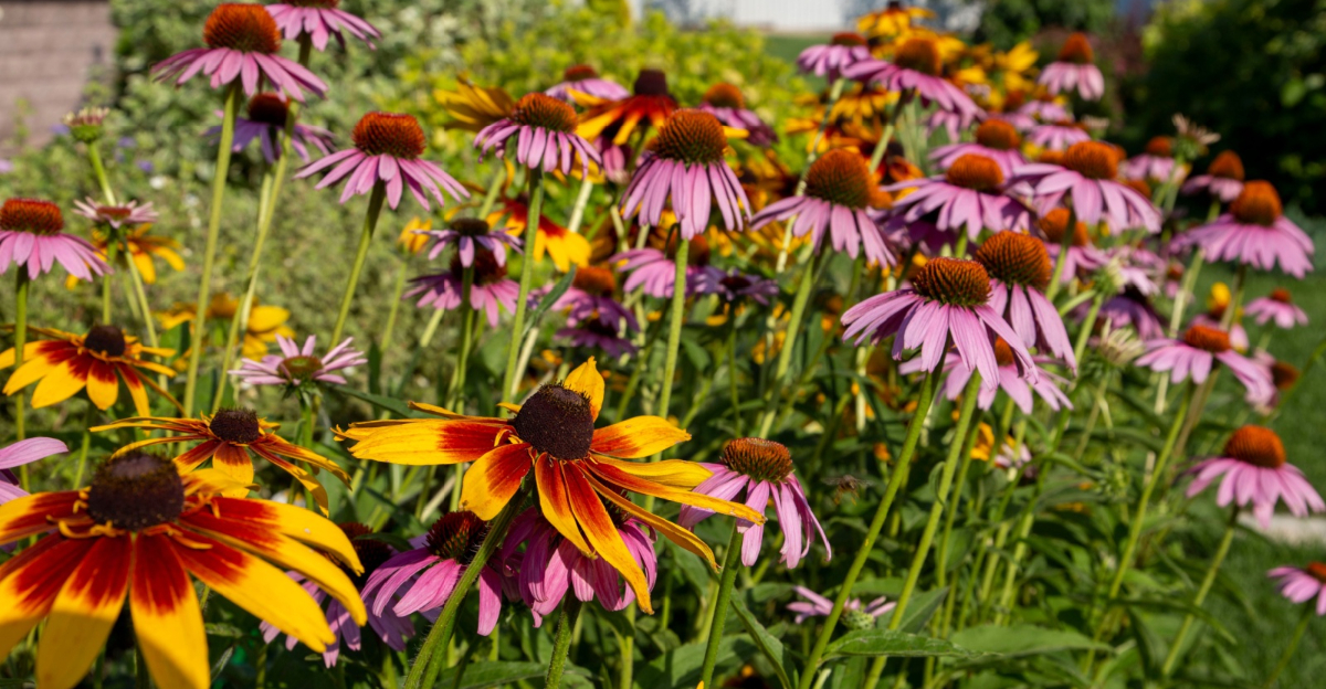 coneflowers