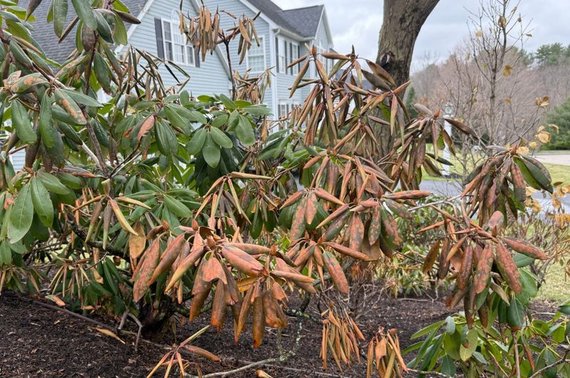 How Cold Winds Make Frost Damage Even Worse