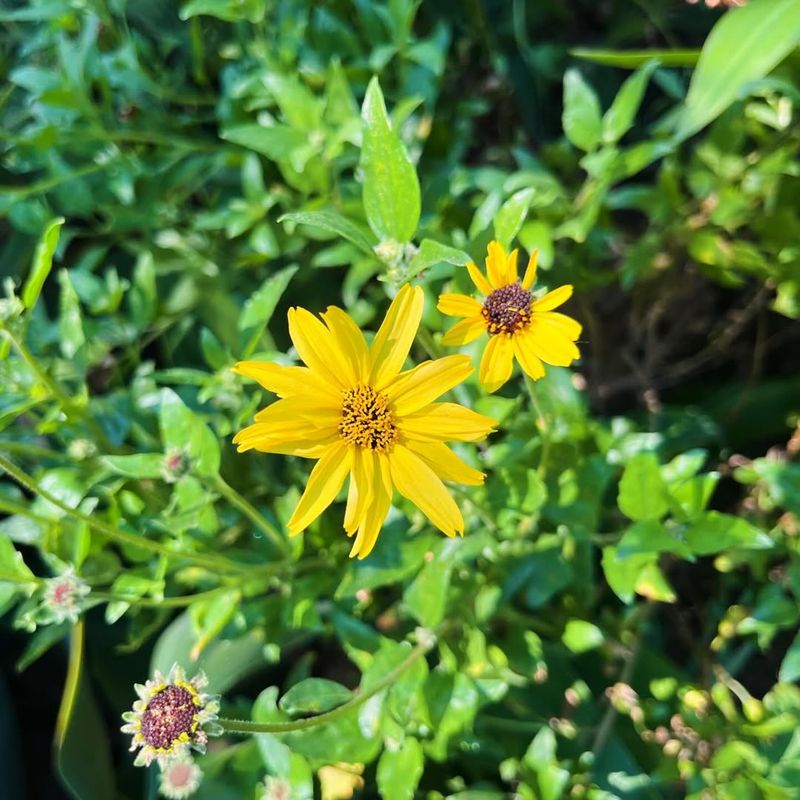 Oregon Sunshine Thrives In Dry, Well-Drained Soils