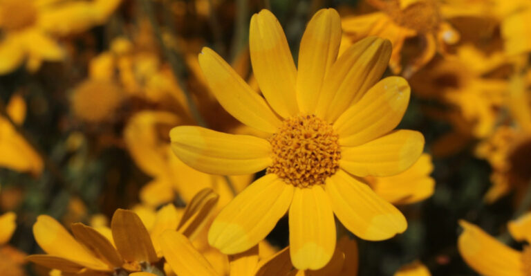 Why Oregon Gardeners Should Grow This Native Wildflower Along Their Garden Fences