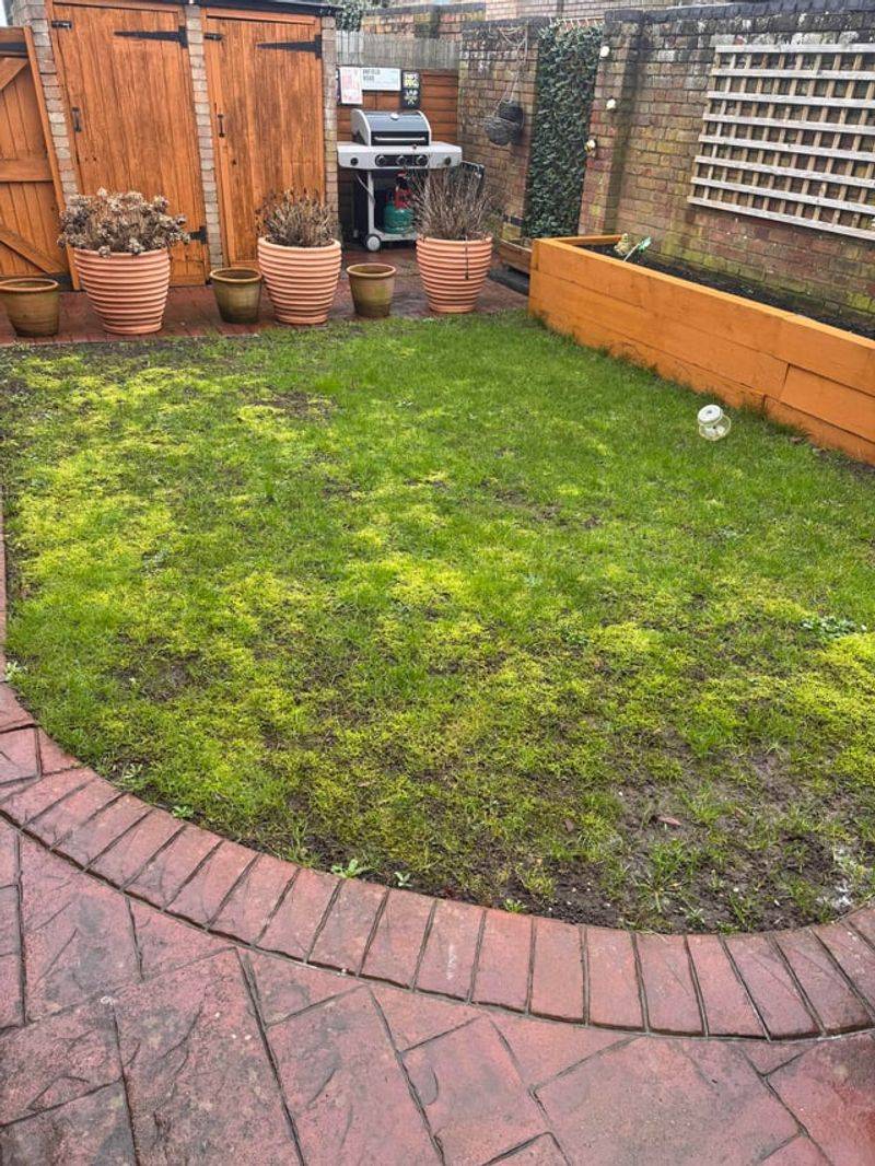 Moss Often Shows Up Where Grass Is Already Struggling