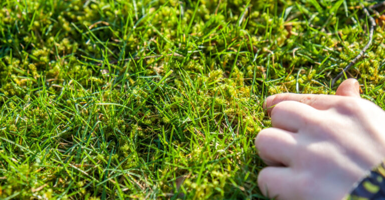 Why Oregon Moss Isn’t Always A Problem (And When It Is)