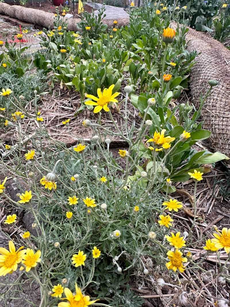 Thrives In Tough Oregon Soils