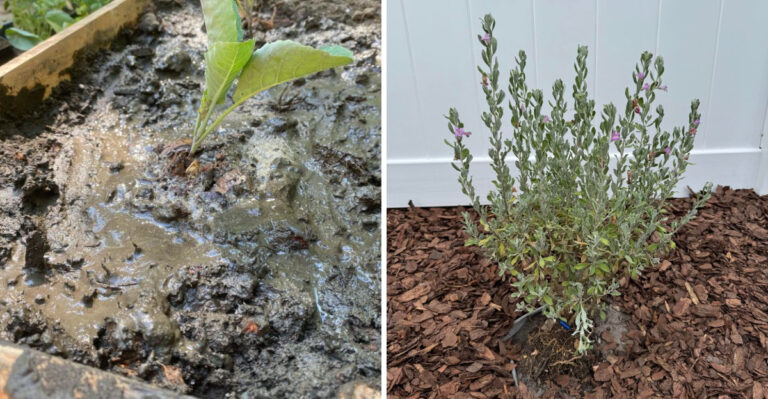 Why Overwatering In March Causes More Damage In Arizona Gardens