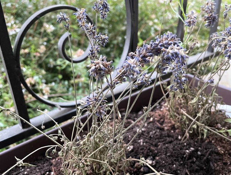 How Overwatering Affects Lavender In Spring?