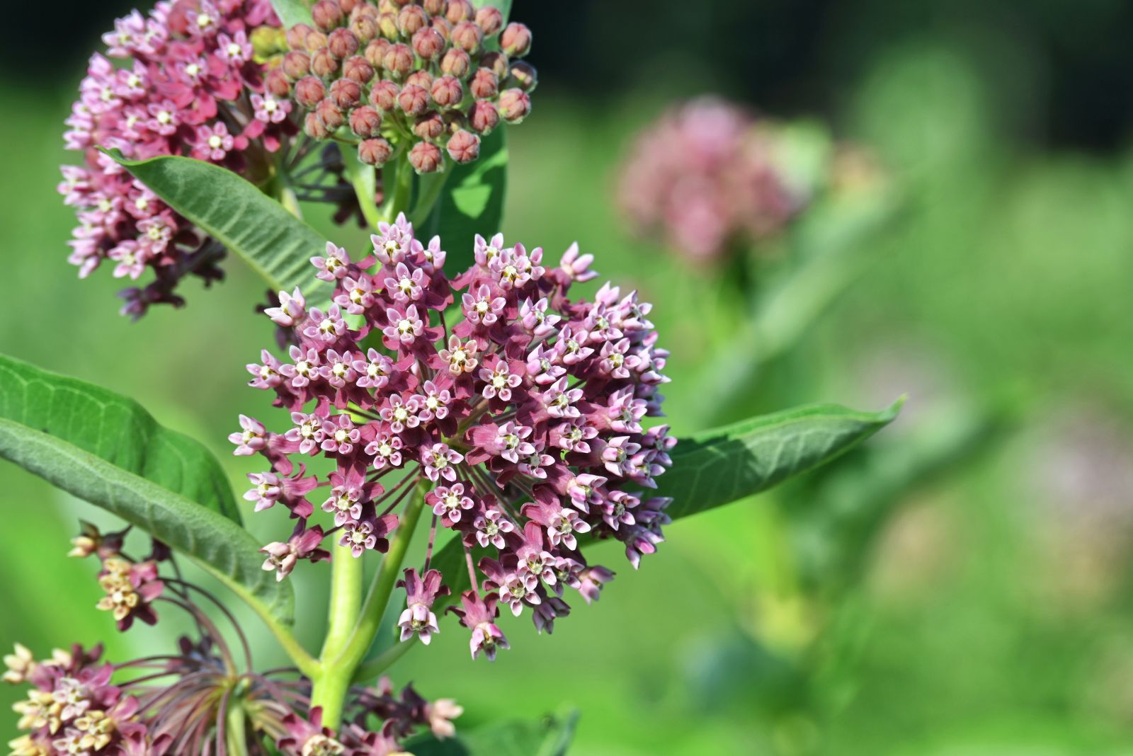 common milkweed