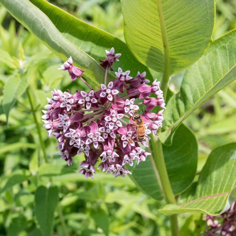 Common Milkweed (Asclepias Syriaca)