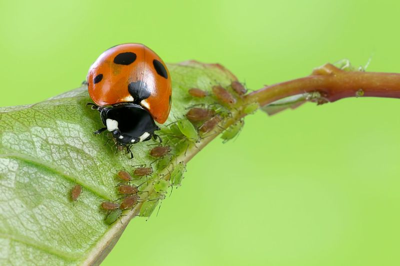 What Attracts Ladybugs To A Pennsylvania Garden
