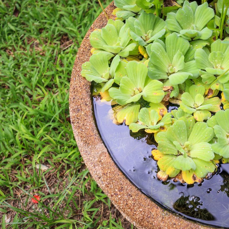 Too Much Rain And Poor Drainage