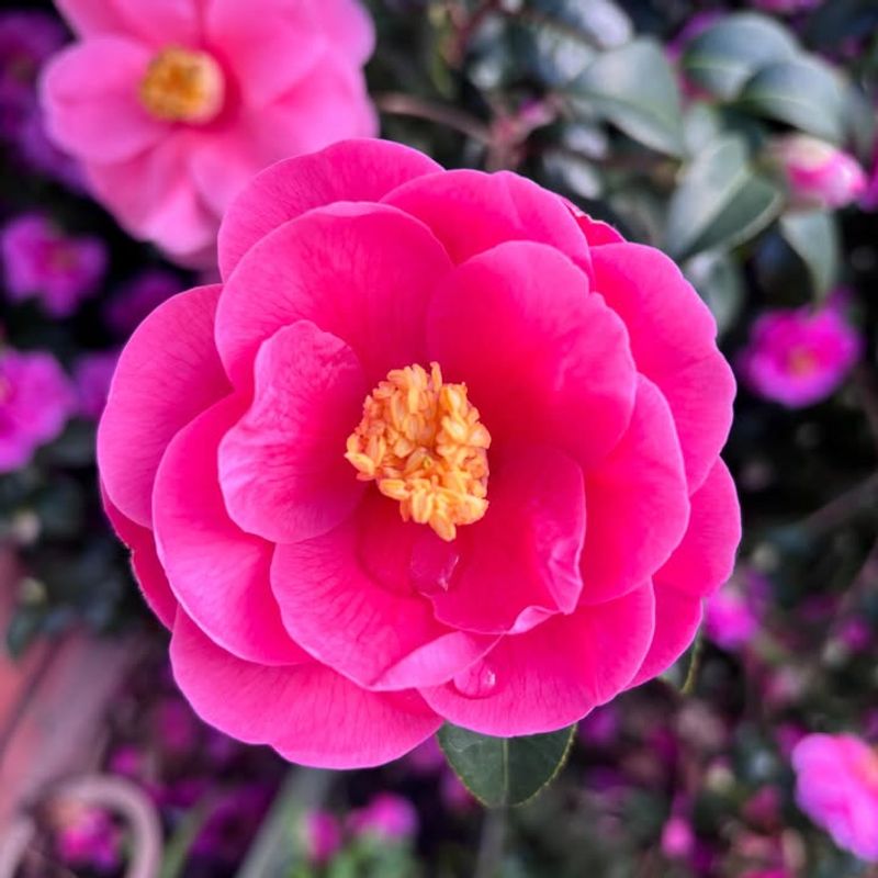 When To Prune Camellias After Blooming