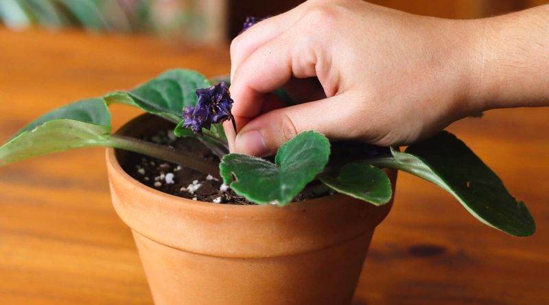 When To Prune African Violets In Pennsylvania Homes?