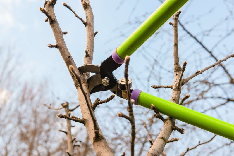 When Is The Best Time To Prune Apple Trees In Texas?