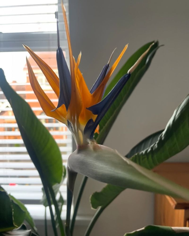 Should You Prune Bird Of Paradise Before Spring?