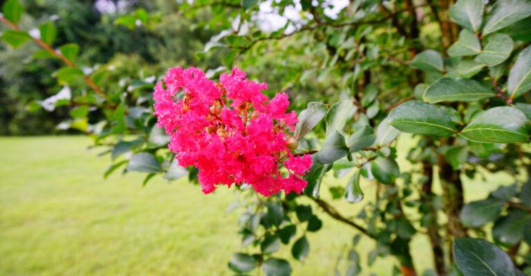 pink crepe myrtle