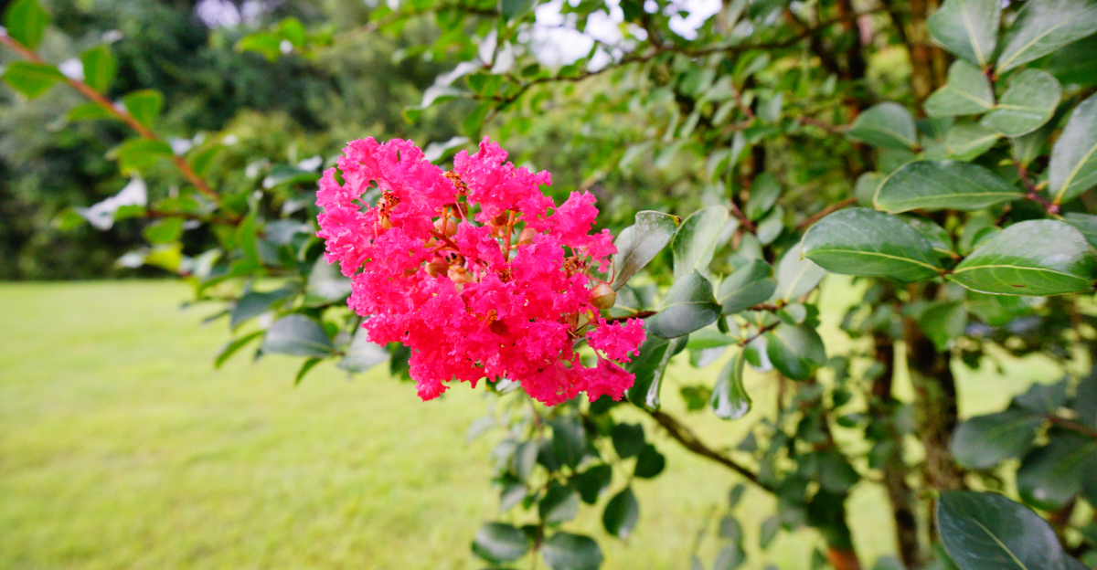pink crepe myrtle