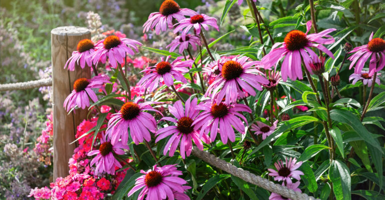 purple coneflowers