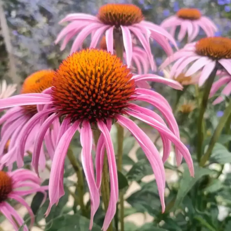 It Thrives In A Variety Of Soil Types